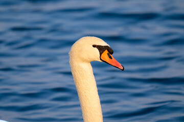 Swan in Zhengzhou © 颂 郭