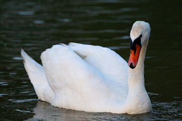 Swan in Zhengzhou © 颂 郭