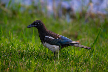 Obraz premium blackbird on the grass