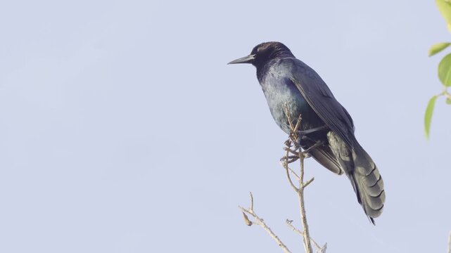 Boat-tailed grackle perched on branch singing against clear sky background.