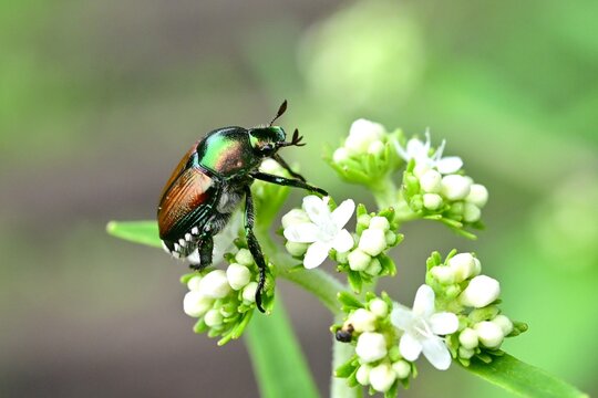 Japanese beetle (Popillia japonica). This insect is native to Japan but is considered an agricultural pest because it ravages plant leaves and crops.