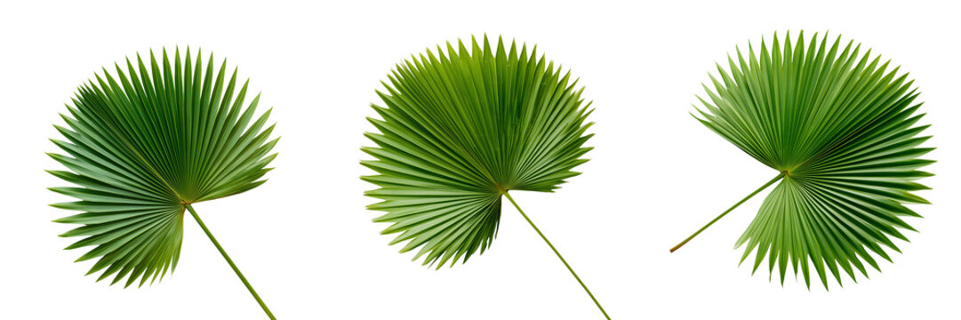 Set of Fresh vibrant palm frond with rich green leaves and realistic botanical details on transparent png background. Ai generated