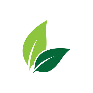 Minimalist Green Leaf Vector Illustration