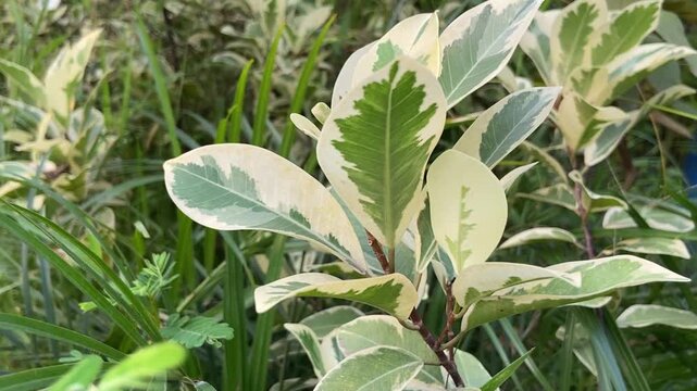 Variegated leaves of a ficus plant displaying cream and green patterns
