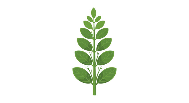 Botanical illustration of a single green stem with symmetrical pinnate leaves isolated on a white background.