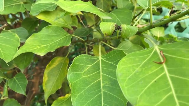 Vibrant green leaves of a bodhi tree captured in soft natural sunlight