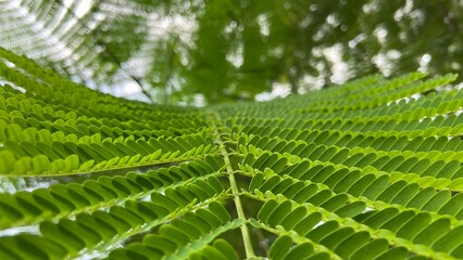 Macro view of vibrant green fern leaves with natural light filtering through © Diatacy
