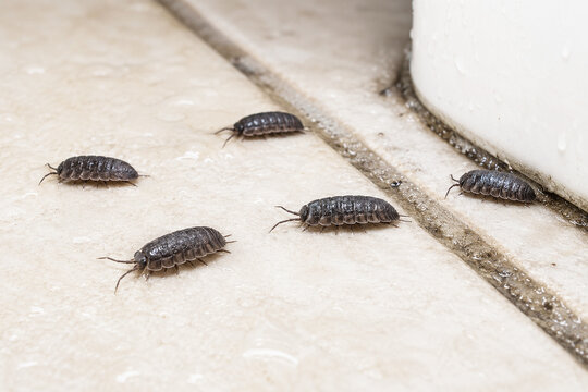 Woodlice crawling on wet bathroom floor. Group of isopod crustaceans on tile surface. Household pest infestation concept, damp environment, insect control and home maintenance problem