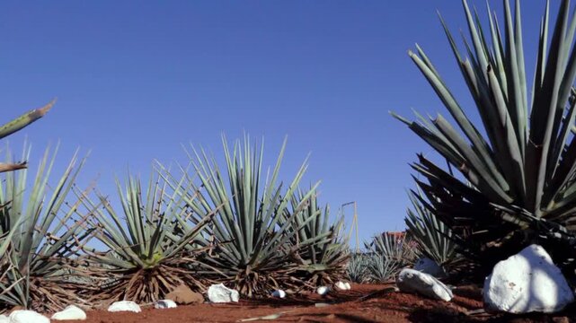 Blue agave fields in Tequila Jalisco Mexico with red volcanic soil and hills