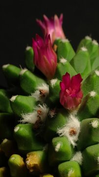 Cactus flower opening time-lapse, isolated on clean background.