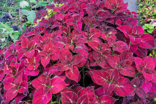 Vibrant Red and Pink Coleus Ornamental Plant Growing in Garden Nursery