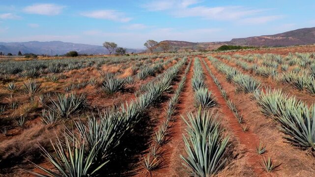 Blue agave fields in Tequila Jalisco Mexico