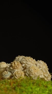 Time-lapse of a cluster of white mushrooms sprouting rapidly in a dark environment.