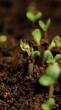 Growing plants time-lapse on dark fertile soil, symbol of business growth and success.