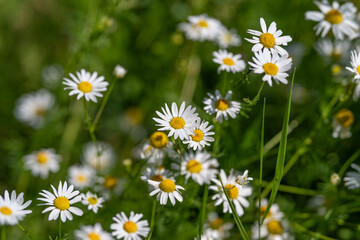 Fototapeta premium Delicate flowers bloom in a sunlit meadow creating a picturesque scene of nature's elegance and tranquility