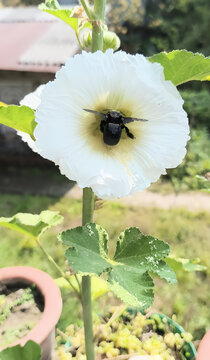 Saltburn by the Sea, white hollyhock flowers blooming on a tall stem in a summer garden with a bumblebee