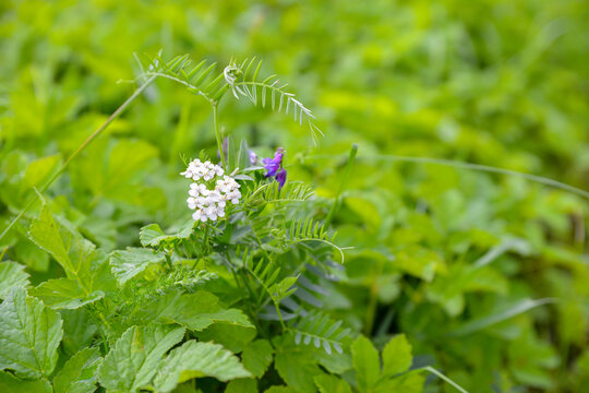 White Yarrow Flowers Growing in a Lush Green Meadow