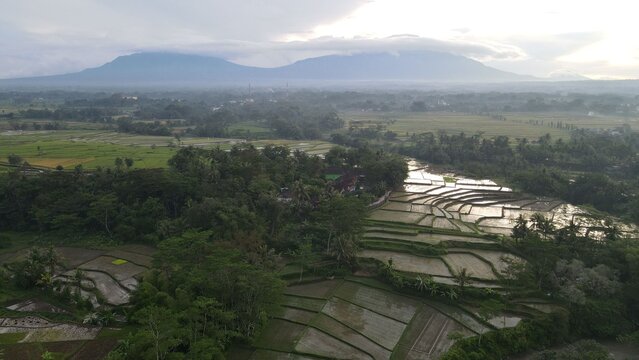 Aerial view of lush green rice terraces nestled in the landscape with distant mountains under a soft sky, Boyolali, Central Java, Indonesia.