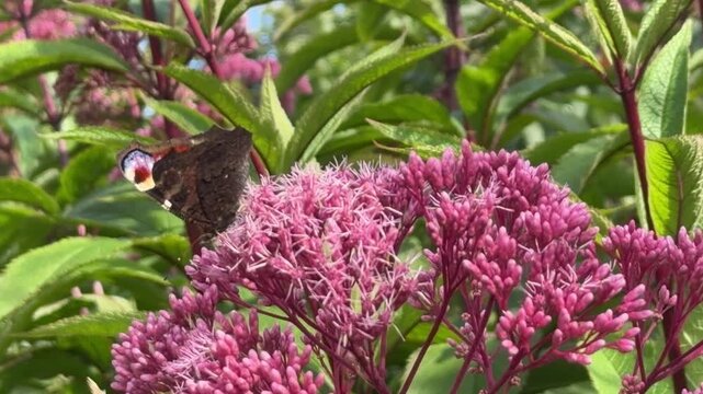 Peacock Butterfly on Spotted Joe-Pye Weed, Nymphalis io with Eupatorium maculatum