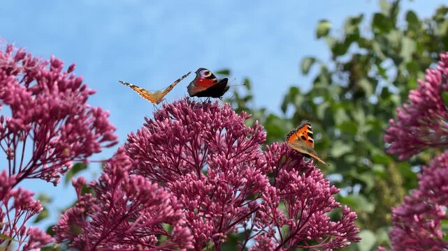 Vibrant Red Admirals on Joe-Pye Weed, Vanessa atalanta with Eupatorium maculatum