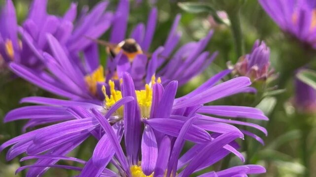 Hoverfly (Parasyrphus punctulatus) feeds on nectar of vivid purple New England Aster (Symphyotrichum oblongifolium) amid delicate petals; perfect for botanical documentaries, pollinator studies, garde