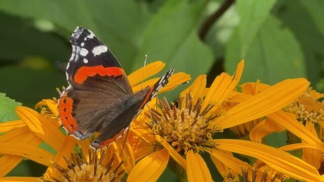 Red Admiral (Vanessa atalanta), also known as admiral butterfly, rests on bright yellow composite flowers with bold orange and black wings; ideal for nature documentaries, pollinator guides, garden vi