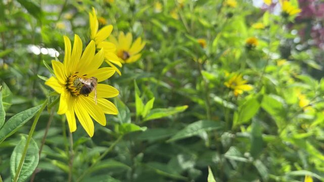Syrphus ribesii (hoverfly), also known as flower fly or bee mimic, feeds on nectar of bright yellow Helianthus (sunflower) with delicate petals and textured center; ideal for nature documentaries, pol