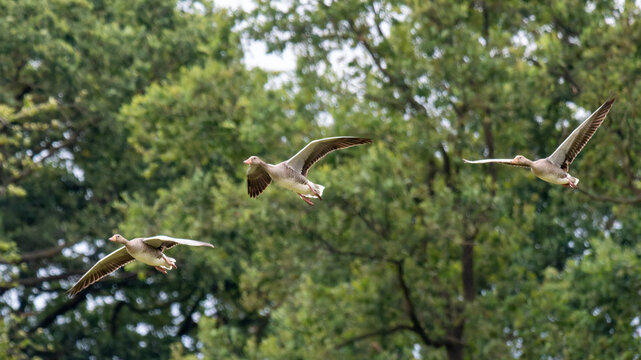 Drei Graug&auml;nse im Flug vor gr&uuml;nem Waldhintergrund