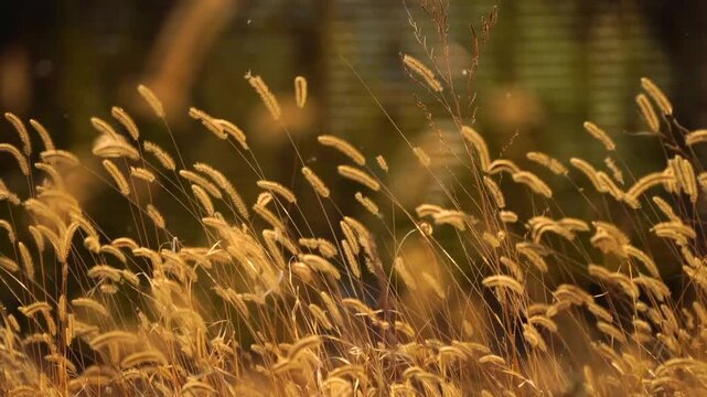 Golden Foxtail Grass Swaying in Gentle Wind at Sunset, Natural Field Background
