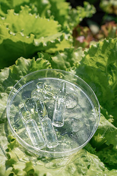Skincare products, including pipette and serum ampoules, are in Petri dish on fresh green lettuce leaves. Nature as laboratory, pure eco-beauty of plant origin, biotech cosmetics