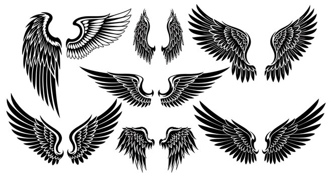 Collection of detailed black and white wing illustrations in various styles and arrangements on a white background