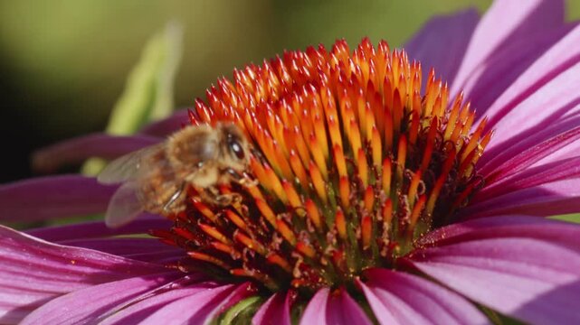 Close-up footage of a bee collecting nectar from a vibrant pink echinacea flower in slow motion.