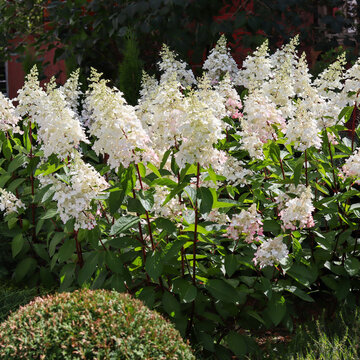 Panicle hydrangeas blooming with white flowers in a summer garden, natural landscaping and ornamental plants