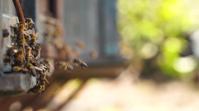 Busy bees swarming and flying around hive entrance with pollen on legs.