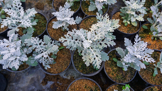 Dusty Miller Plants Growing in Black Pots, Silver Dust Ornamental Foliage