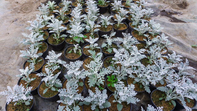 Dusty Miller Plants Growing in Black Pots, Silver Dust Ornamental Foliage