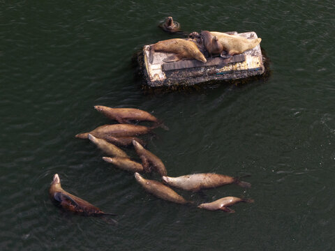 Aerial view of a group of sea lions swimming and resting on a floating buoy in the water in Unalaska, Alaska, United States.