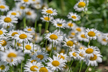 Fototapeta premium Vibrant daisies dance in the sunlit garden, showcasing nature's beauty and delicate colors in a joyful display of life and warmth