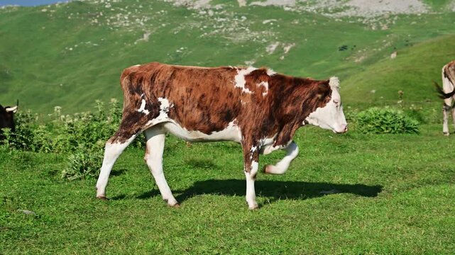 Young brown and white calf walking in grassy meadow
