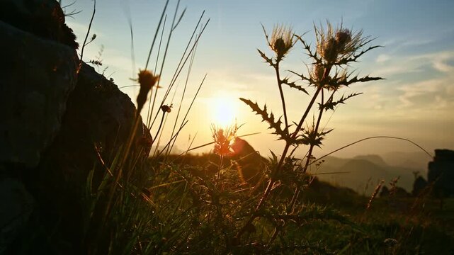 Thistle plants swaying in breeze at sunset on hill
