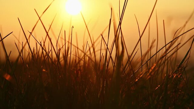 Silhouettes of grass blades swaying against bright light
