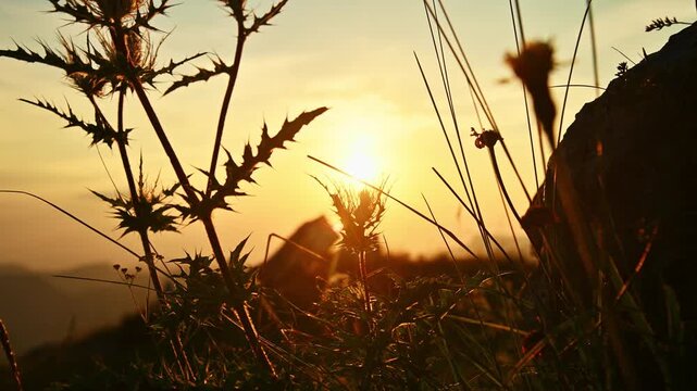 Thistle Plants And Grasses Silhouetted Against Sunset