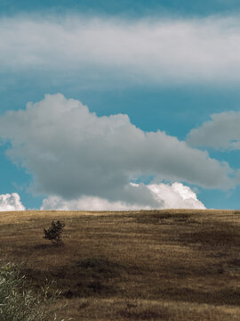 Lone tree in dry grassland under dramatic clouds, peaceful natural landscape.