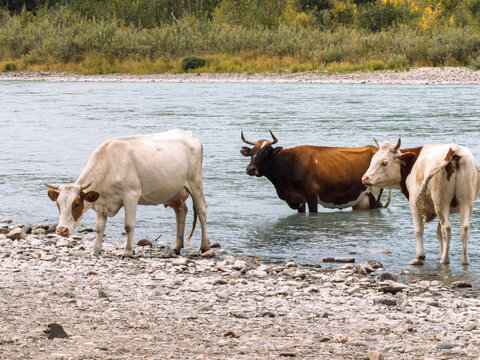 Cows drinking and standing in shallow river beside rocky shore, rural livestock scene.