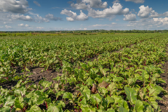 Vibrant beetroot fields stretch under a bright blue sky with fluffy clouds showcasing nature's bounty on a sunny day