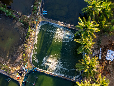 Aerial view of a shrimp farming pond with active water aerators creating ripples, surrounded by lush palm trees and rural landscape in Pacitan, East Java, Indonesia.