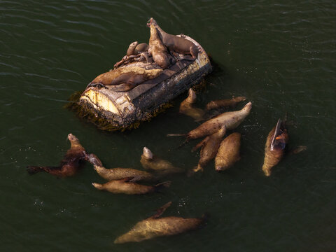 Aerial view of sea lions resting on a floating buoy in the water in Unalaska, Alaska, United States.