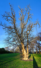 Oak and Cycamore Trees in Flay Park © NigelSpiers