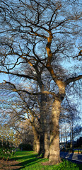 Oak and Cycamore Trees in Flay Park © NigelSpiers