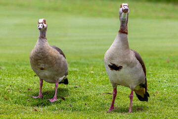 Two Egyptian Geese (Alopochen aegyptiaca) on Grass © Eliya